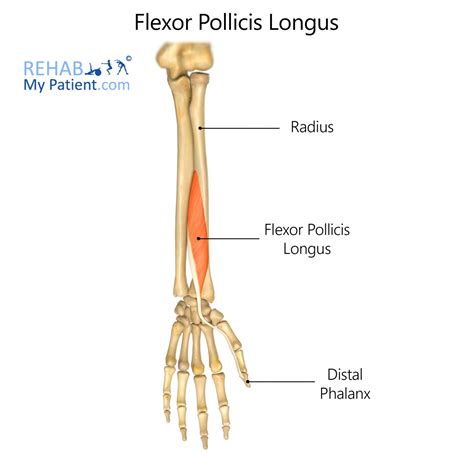 Flexor Pollicis Brevis Origin And Insertion