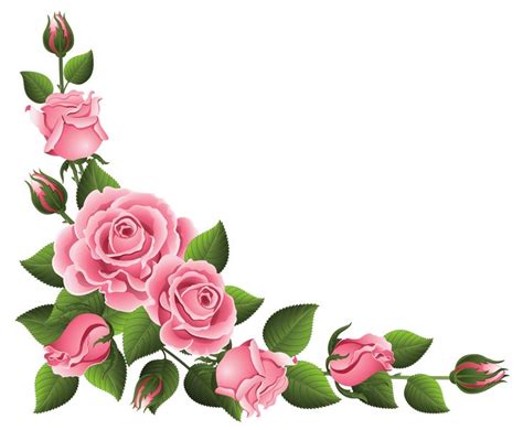 pink roses with green leaves on a white background