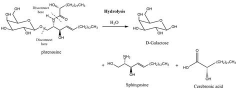 Cerebroside Structure