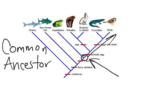 Cladogram - YouTube