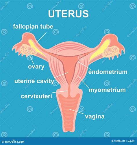 Uterus Ovaries And Sounds