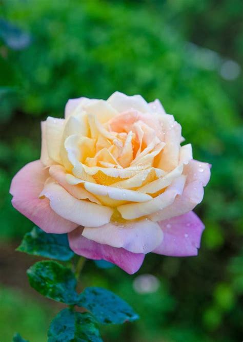 Rose Follower Stock Photos - Free & Royalty-Free Stock Photos from ...