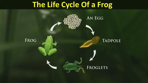 Life Cycle Of Frog Pictures