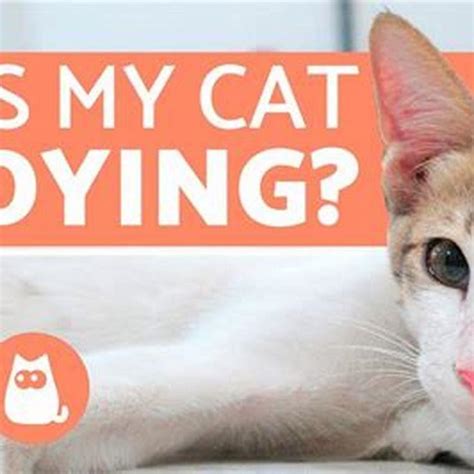 What are symptoms of a cat dying? - DIY Seattle