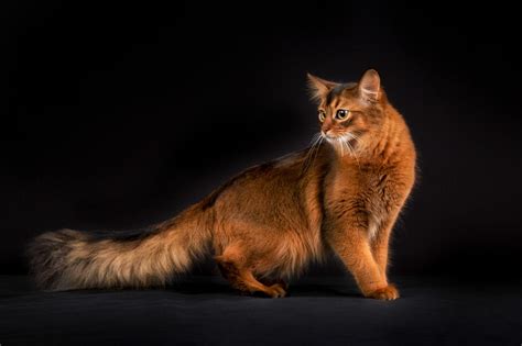 Cat Breeds Known For Their Fluffy Tails