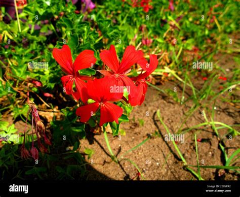 The garden in the royal palace, Rabat, Morocco Stock Photo - Alamy