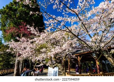 943 Alishan Cherry Blossom Images, Stock Photos & Vectors | Shutterstock