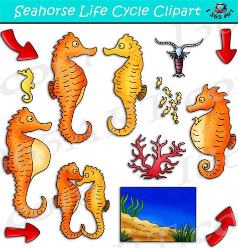 Seahorse Life Cycle Clipart Set Download - Clipart 4 School