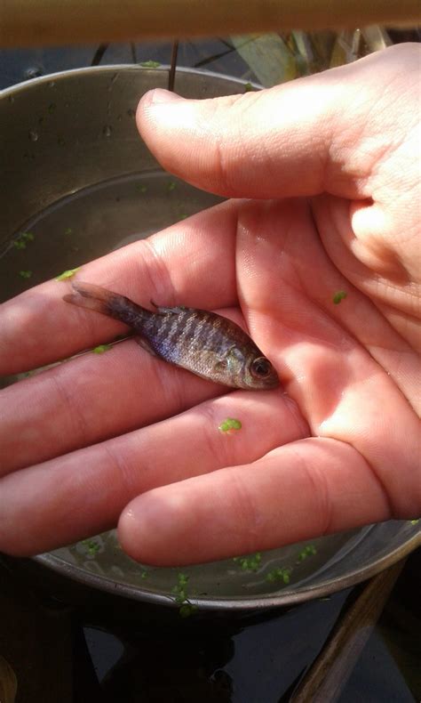 Baby bluegill (I believe) darker than the other ones I caught ...