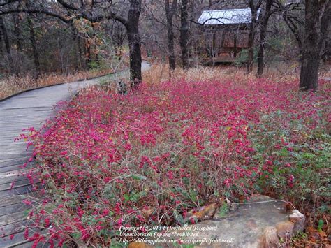 Coralberry, Symphoricarpos orbiculatus. in the Wildflowers forum ...