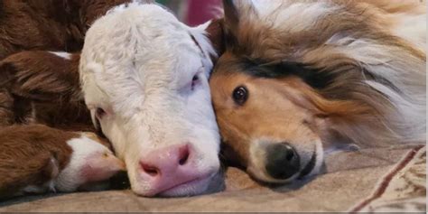 Newborn calf, collie cuddle to stay warm in freezing temperatures ...