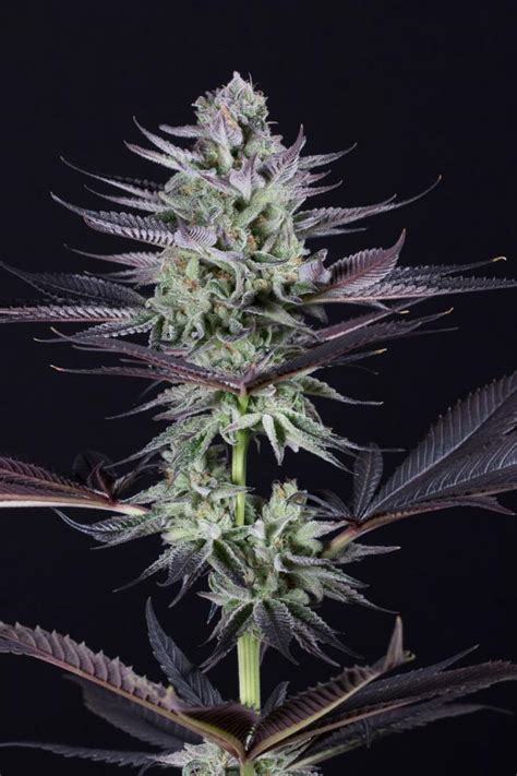 Blueberry Cookies – Buy Blueberry Cookies feminized cannabis seeds