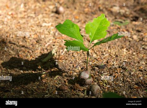 Oak Tree Seedlings