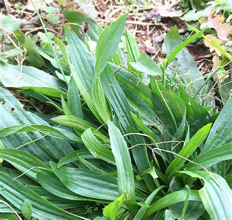 How to Make Your Own Healing Salve with Plantain-infused Olive and ...