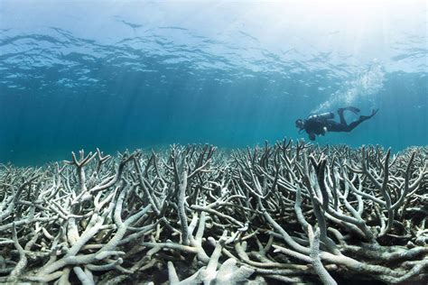 Australia’s broken promise to the Great Barrier Reef | New Scientist