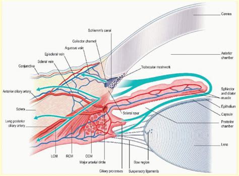 Aqueous Humor: Secretion and Dynamics | Ento Key