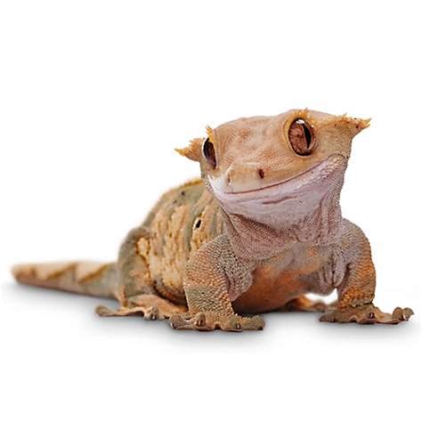 Crested Gecko