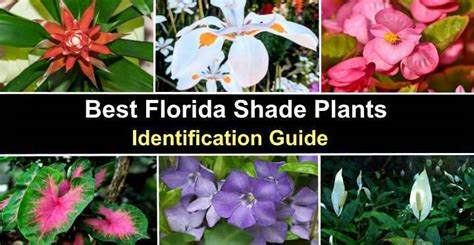 The Best Florida Shade Plants - Pictures and Identification Guide