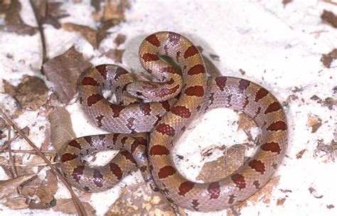 Kingsnakes found on the outer banks are usually brown rather than black ...