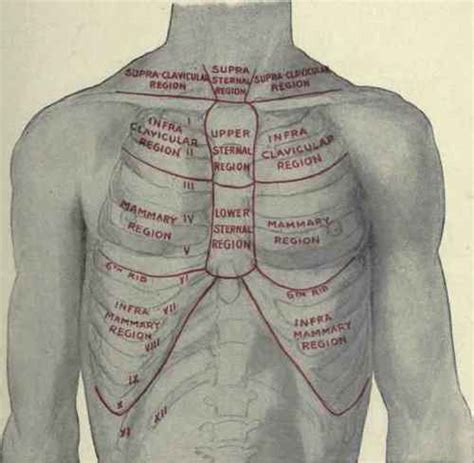 Anatomy Of Upper Chest Area