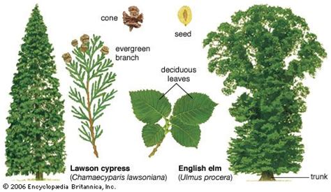 Plants That Live In The Deciduous Forest