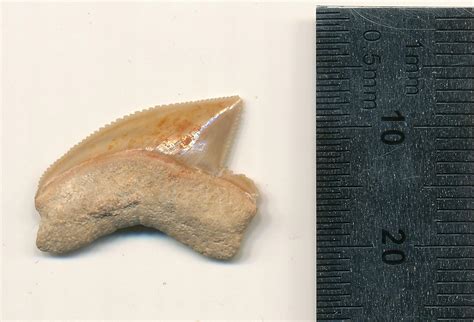 The City of David and the 80 Million-Year-Old Sharks’ Teeth Mystery ...