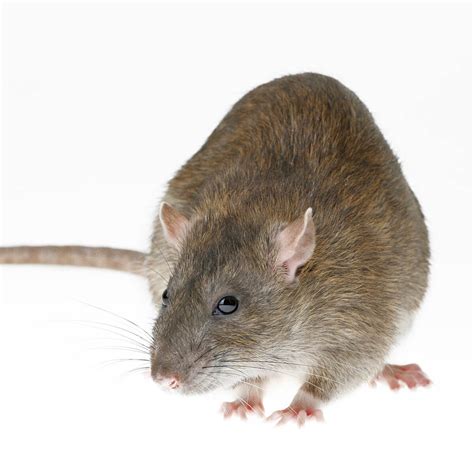 Rats in Australia: Facts, Detection & Prevention | Fantastic Pest Control