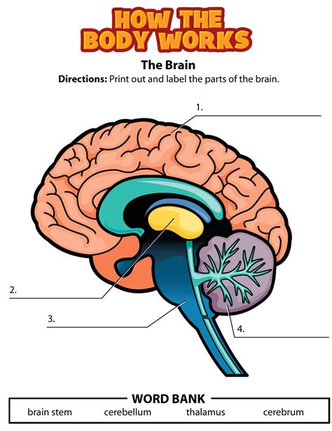 Activity: The Brain | The brain for kids, Human body activities, Brain ...