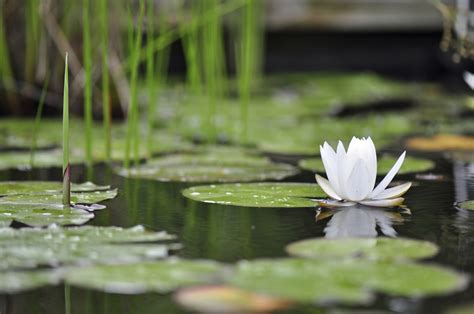 Water Plant