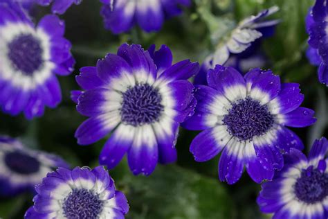 How to Grow and Care for Cineraria