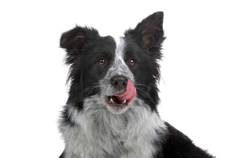 70以上 australian shepherd border collie mix size 305506-How big does a ...