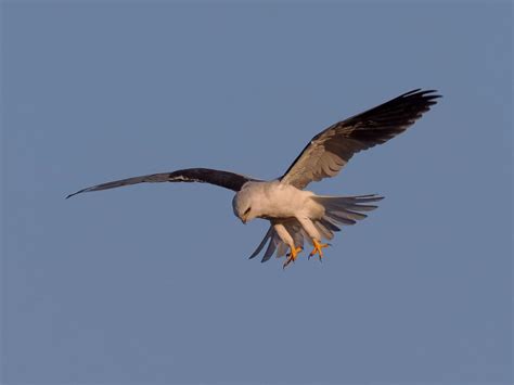 Kestrel Hovering: A Complete Guide | Birdfact