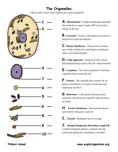 Label The Organelles Of A Cell