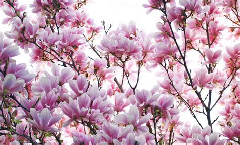 Magnolia Tree Wallpaper