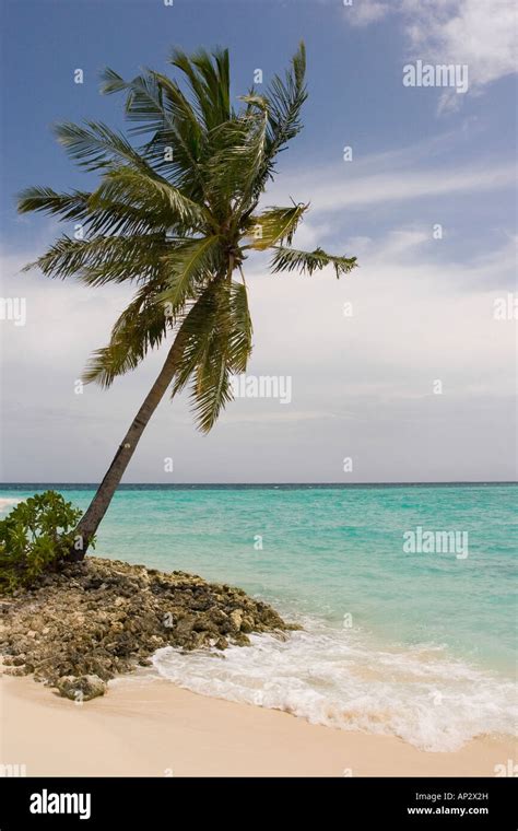 maldives palm tree Stock Photo - Alamy