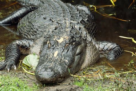 American Alligator Habitat Map