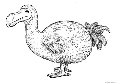 Dodo bird drawing – drawing-of.eu