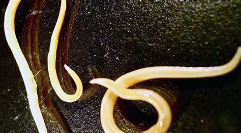 Oldest Living Things on Earth Right Now: Some 42,000 Year Old Worms