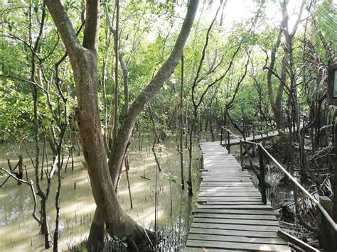 Taman Rekreasi Paya Bakau Kampung Sijangkang di bandar Telok Panglima ...