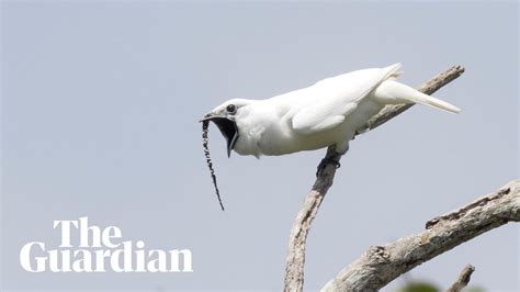 【動画】トッリ「…せや！異世界ものっぽく鳴いてみたろwwwwwwwww」 : 阪神タイガースちゃんねる