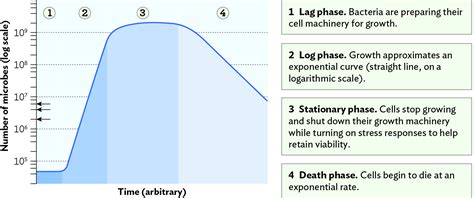 Solved Using bacterial growth curves when working with batch | Chegg.com