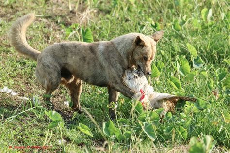 Ryukyu ken – Dogs of Okinawa by Shawn Miller | Okinawa Nature Photography