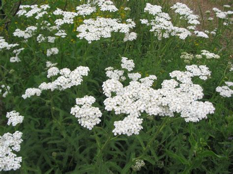 Achillea millefolium – The Watershed Nursery Cooperative