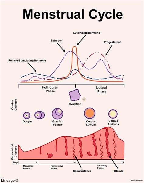 Estrogen and Progesterone - USMLE Strike