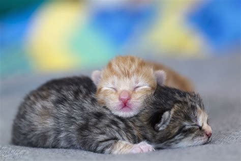 Kitten Development From Newborn to One Week Old