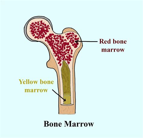 The red bone marrow occurs in(a)Ribs(b)Ribs and sternum(c)Ribs and ...