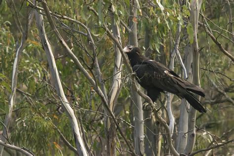 Wedge tailed Eagle - Wildlife - Photo Gallery - Cloudy Nights