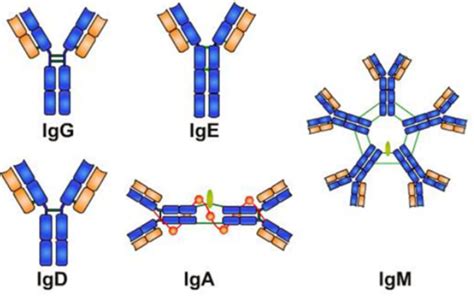 Here's Everything You Need To Know About Immunoglobulins - Hipro ...