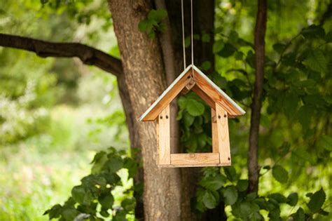 Free picture: tree, house, bird, nest, branch, nature