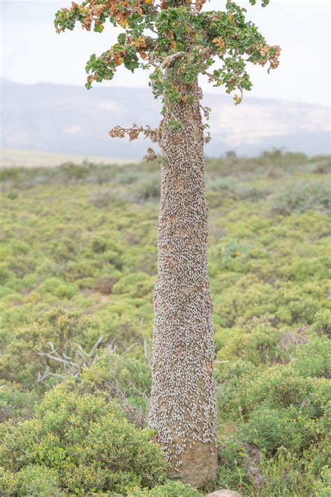 Socotra Cucumber Tree (Dendrosicyos socotranus) with bark snails ...